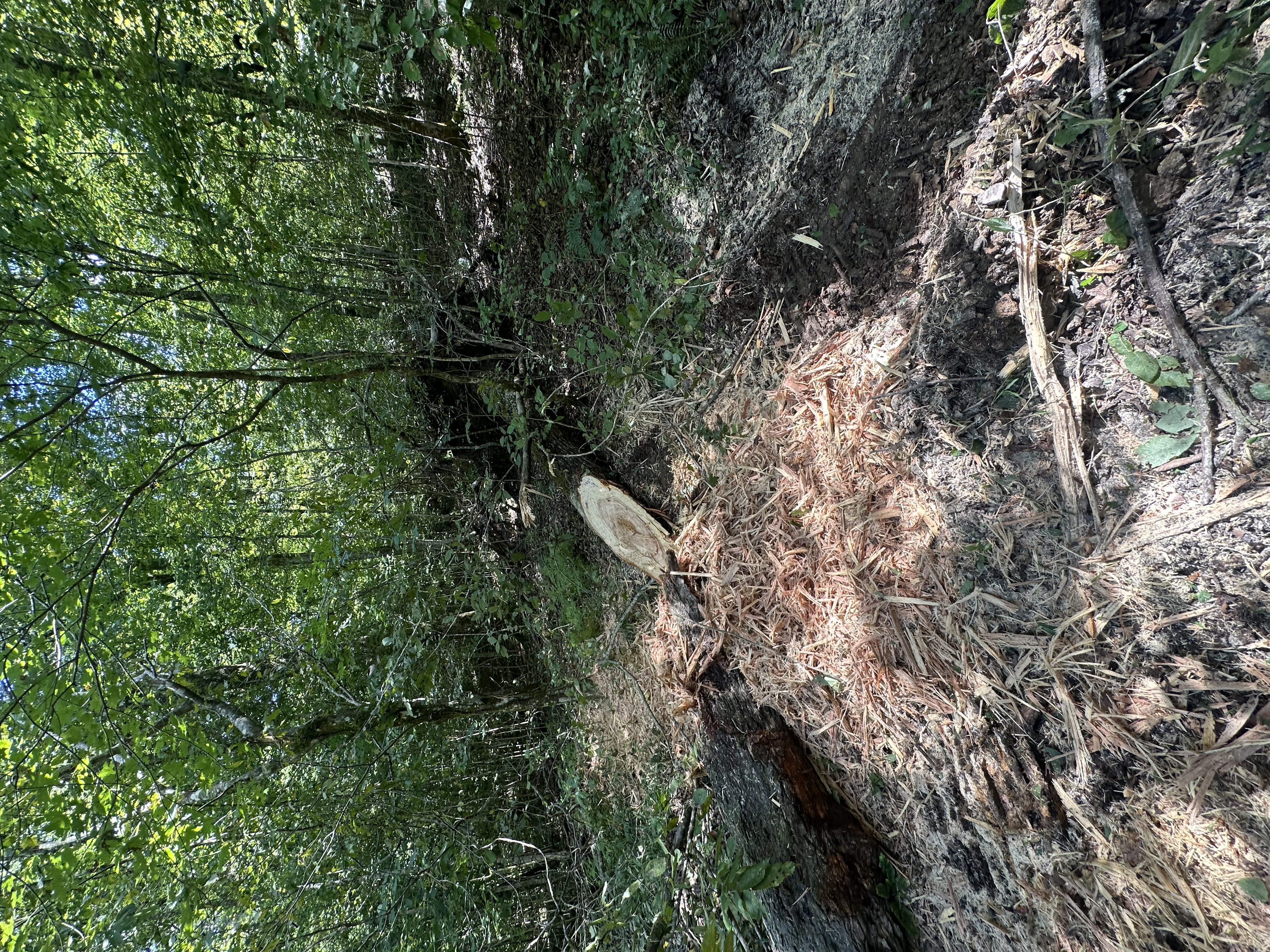 Ground-level view of Back 40 selective timber stand thinning and underbrush removal along a sloped forest path — improving timber health and wildlife habitat in Middle Tennessee