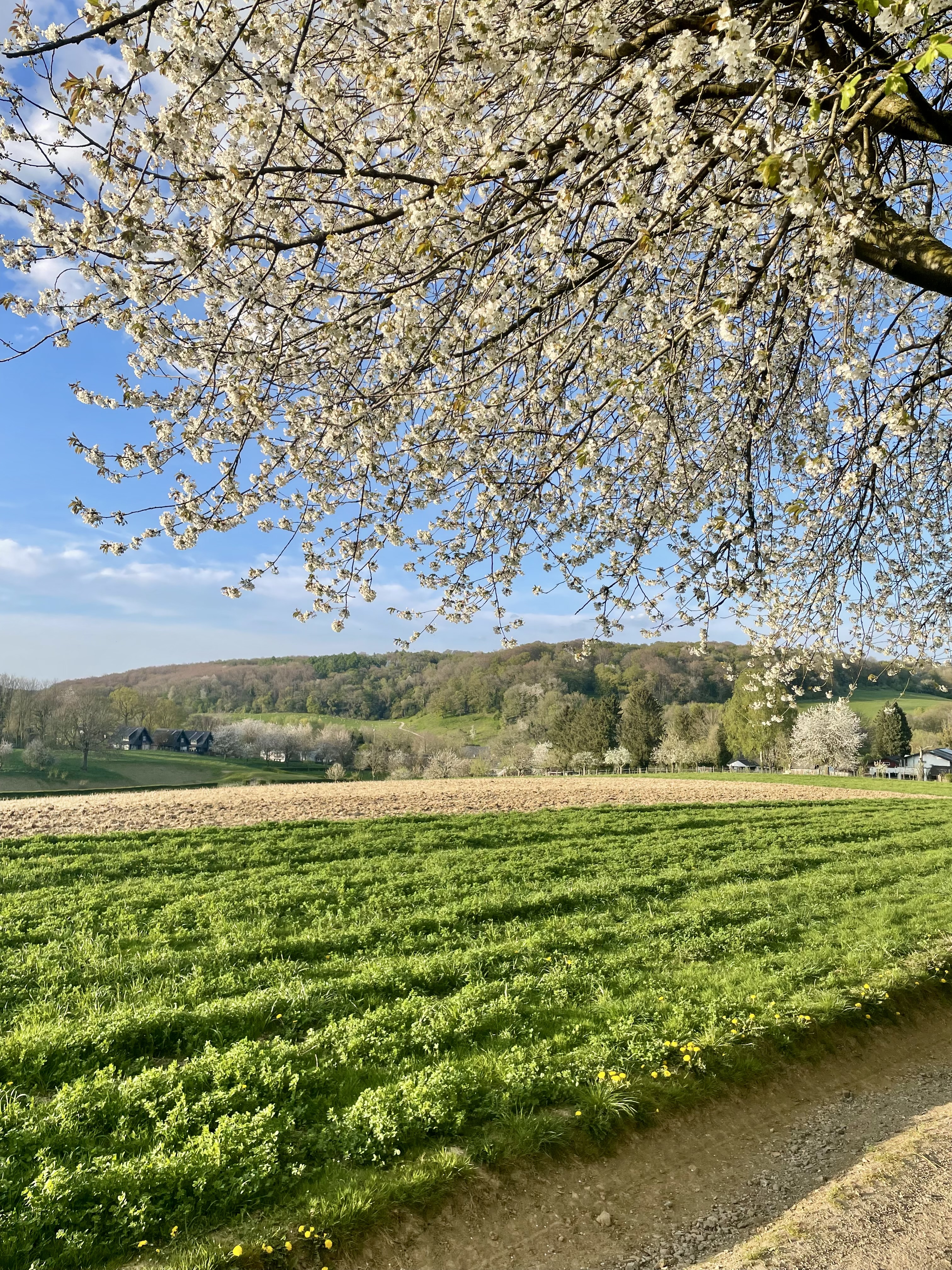 Bloeiende kersenboom met witte bloesem boven de Gulpvallei in het vroege voorjaar
