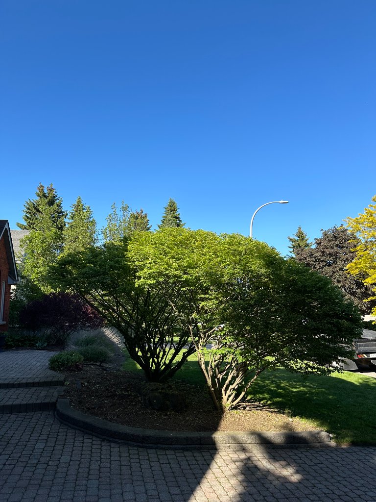 Pruned Front Yard Trees