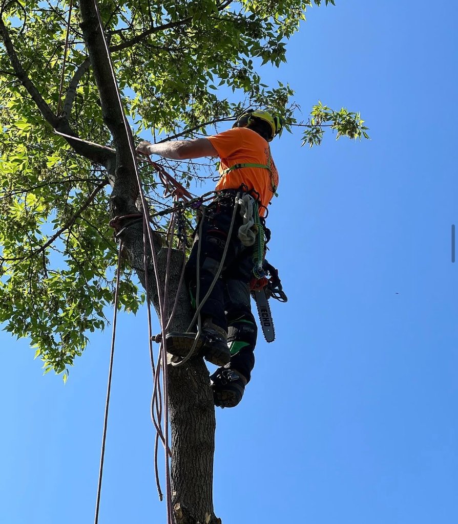 Tree Cutting Near Shed