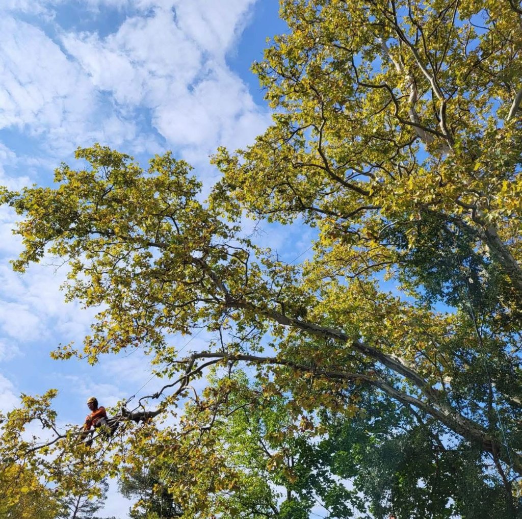 High Canopy Climb