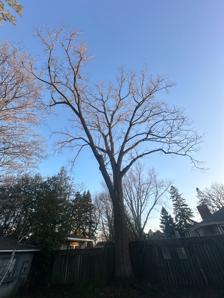 Large Oak — Before Pruning