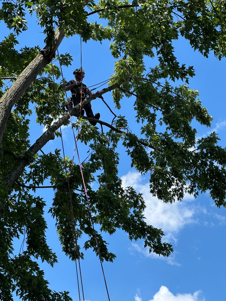 Rope Work in Oak