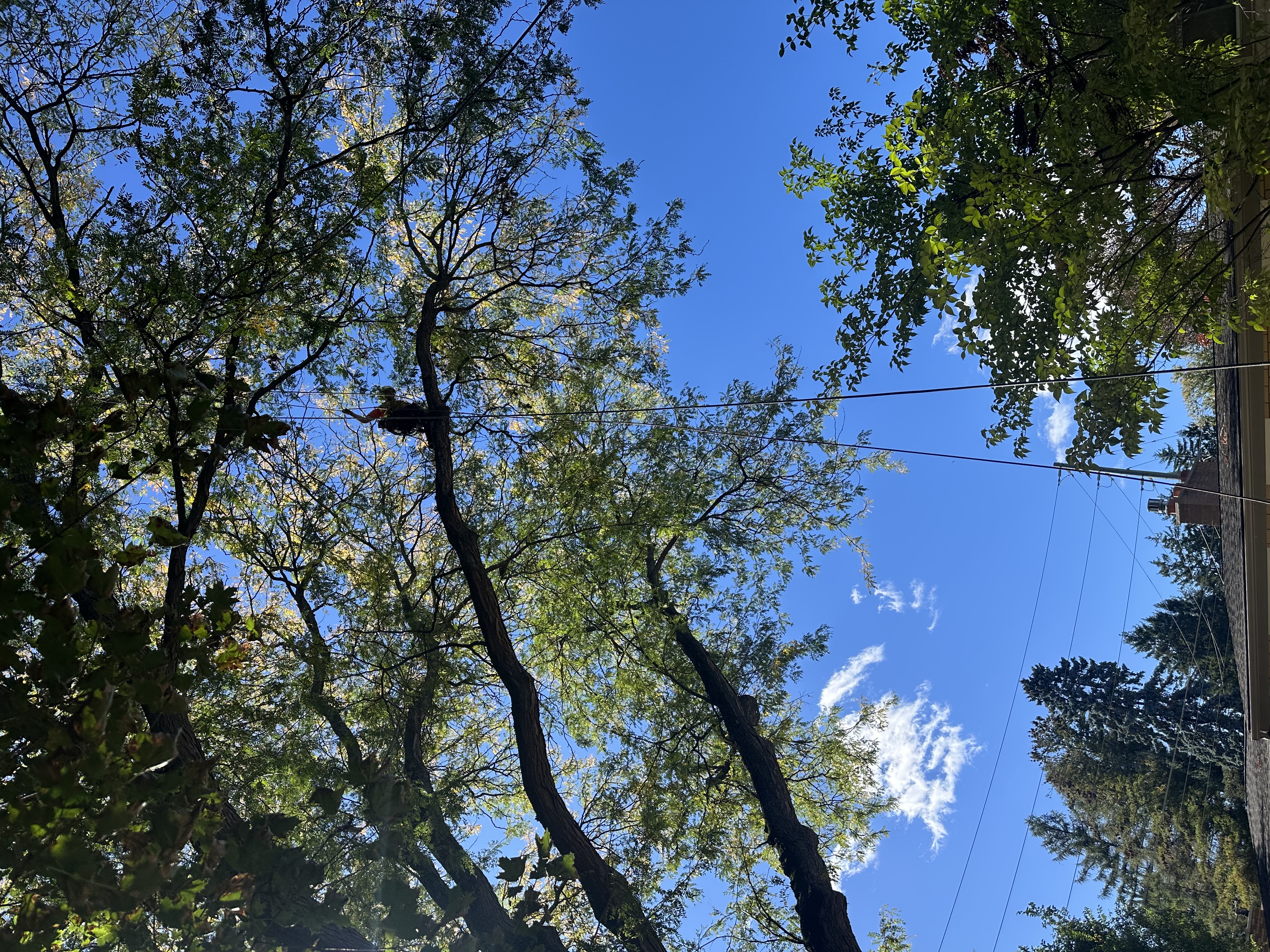 Trimming
