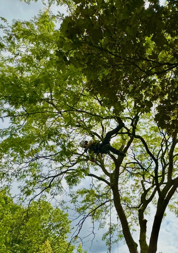 Arborist in the Canopy