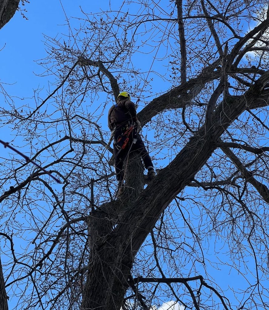 Tree Removal Near House