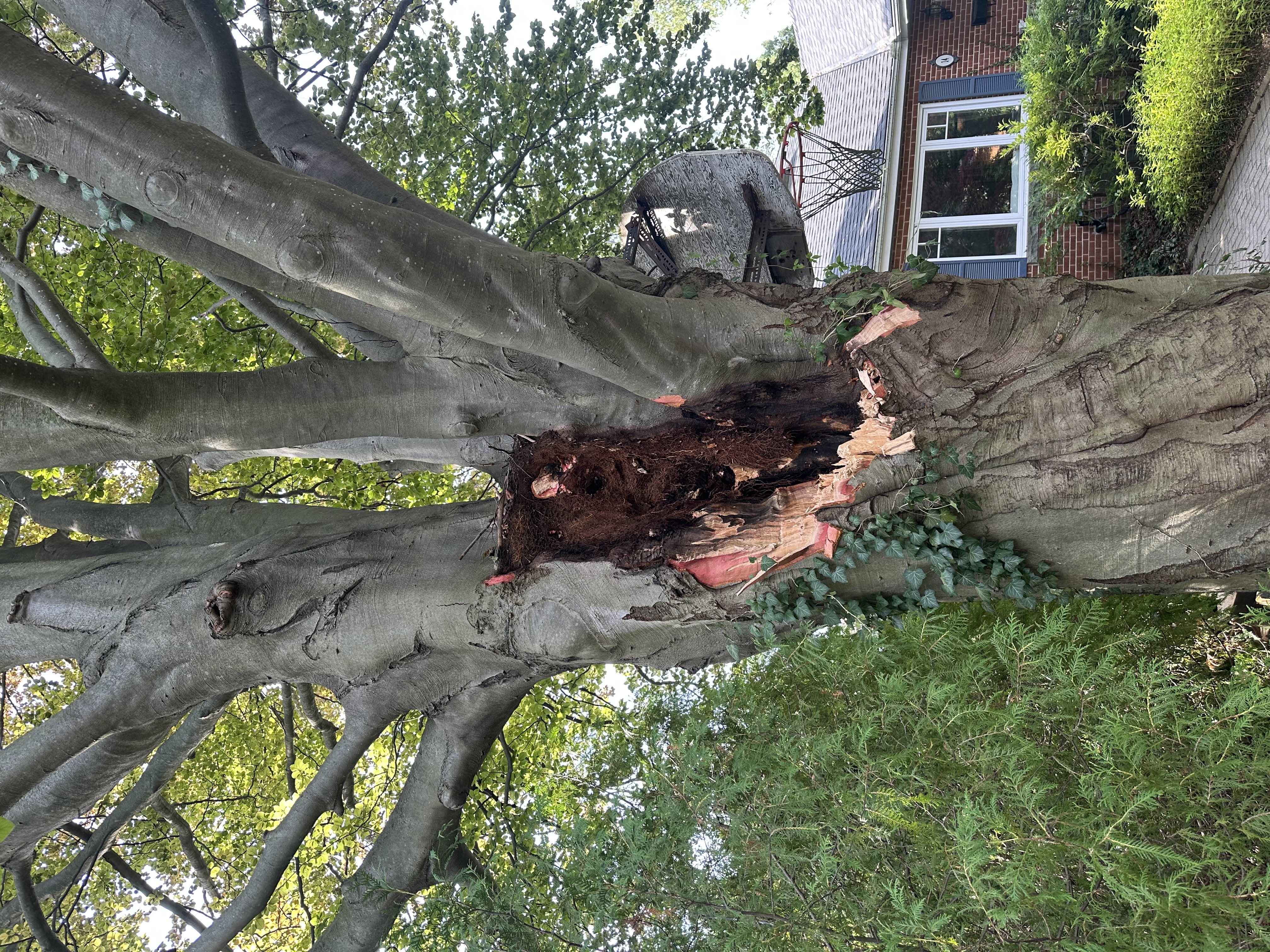 Tree Inspections