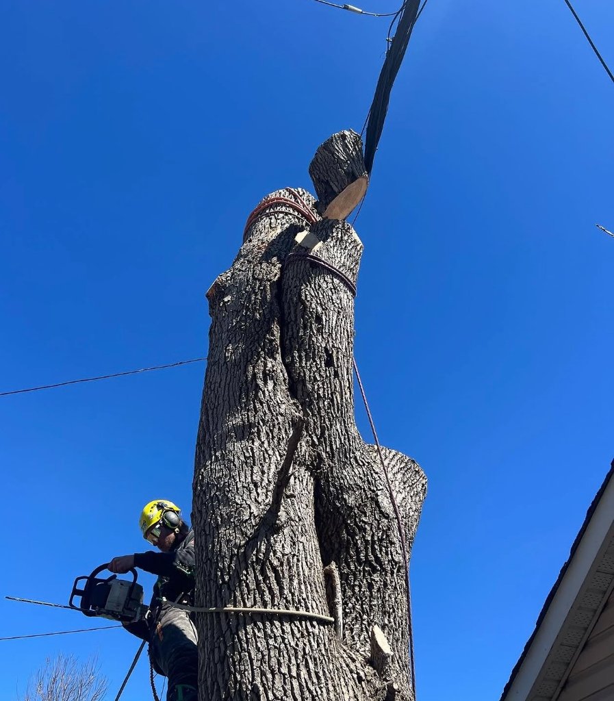 Large Tree Removal