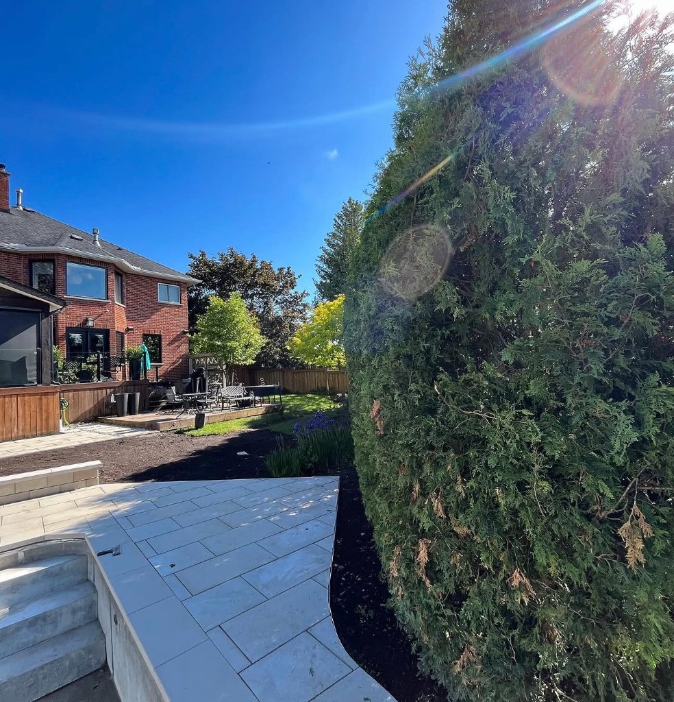 Ivy Removal & Trimming
