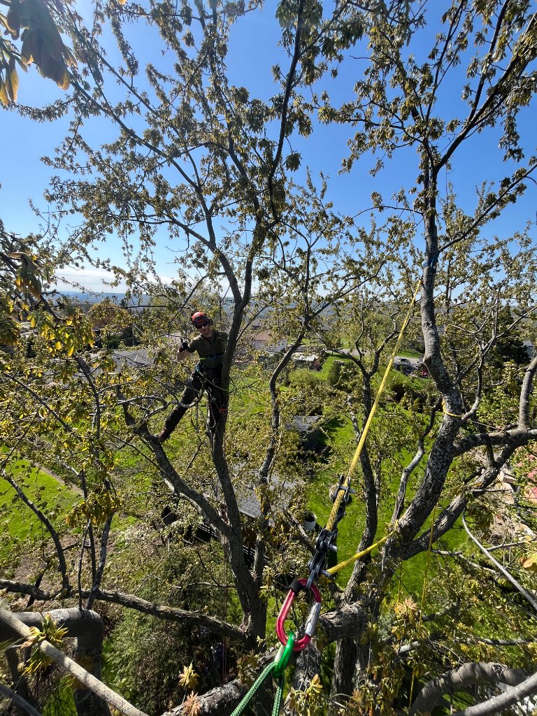 Canopy Work