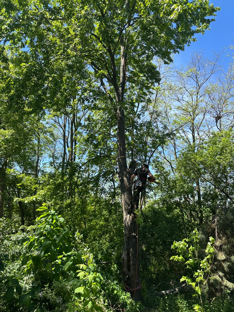 Tree Climbing Forest Removal