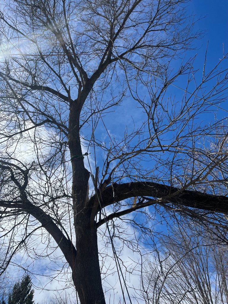 Cabled Tree Assessment