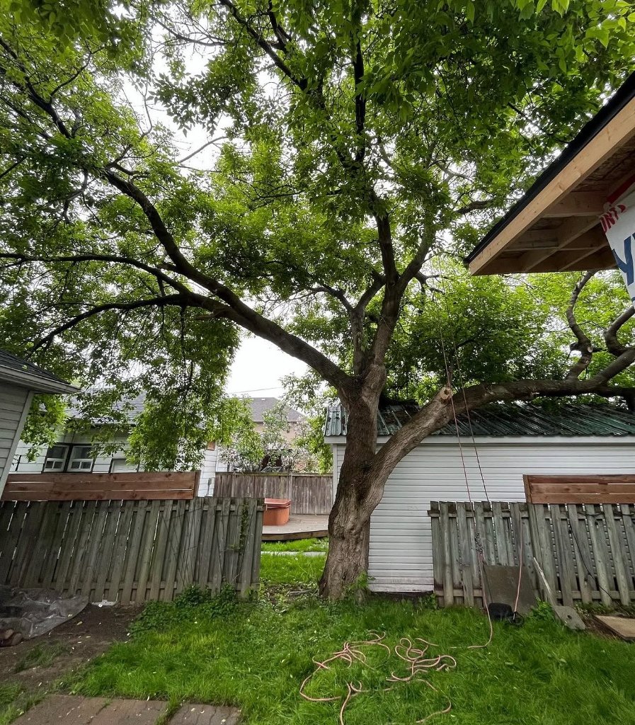 Large Tree Canopy Removal
