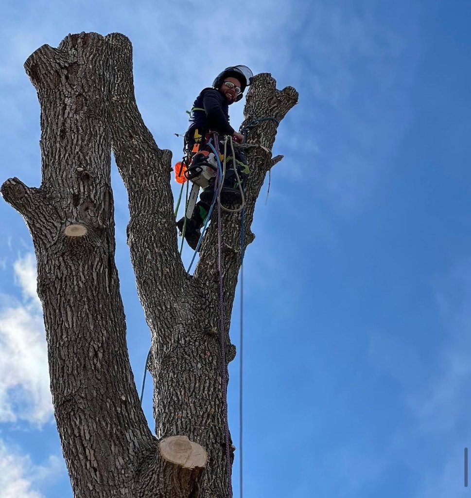 Professional Tree Climb