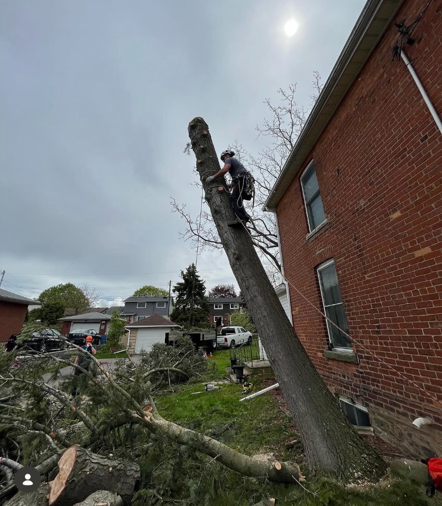 High Tree Limb Removal