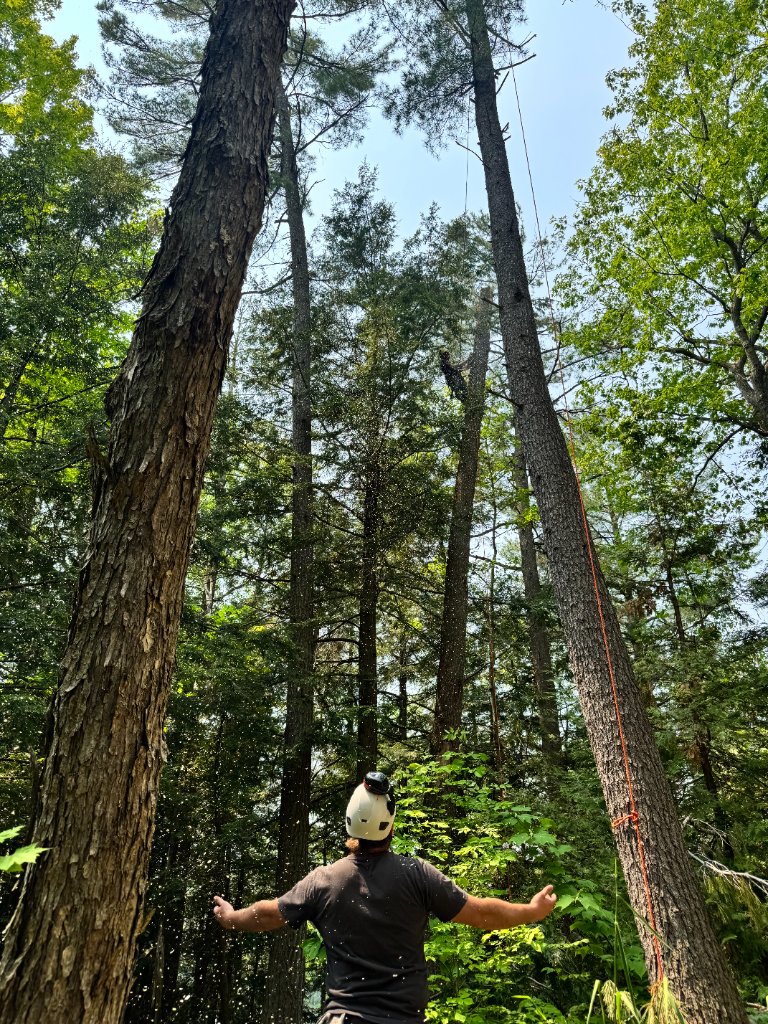 Forest Clearing