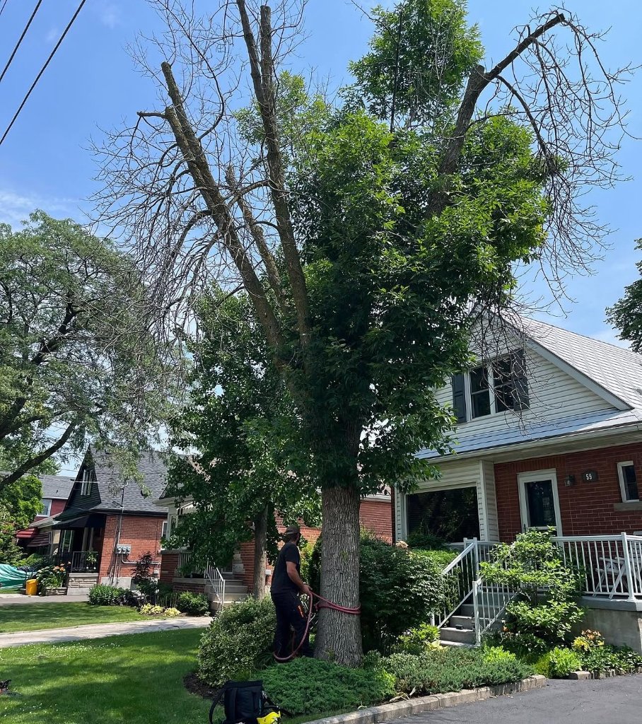 Before - Overgrown Tree