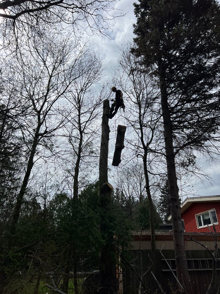 High Trunk Removal
