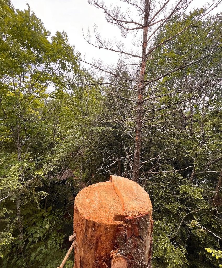 Stump After Removal