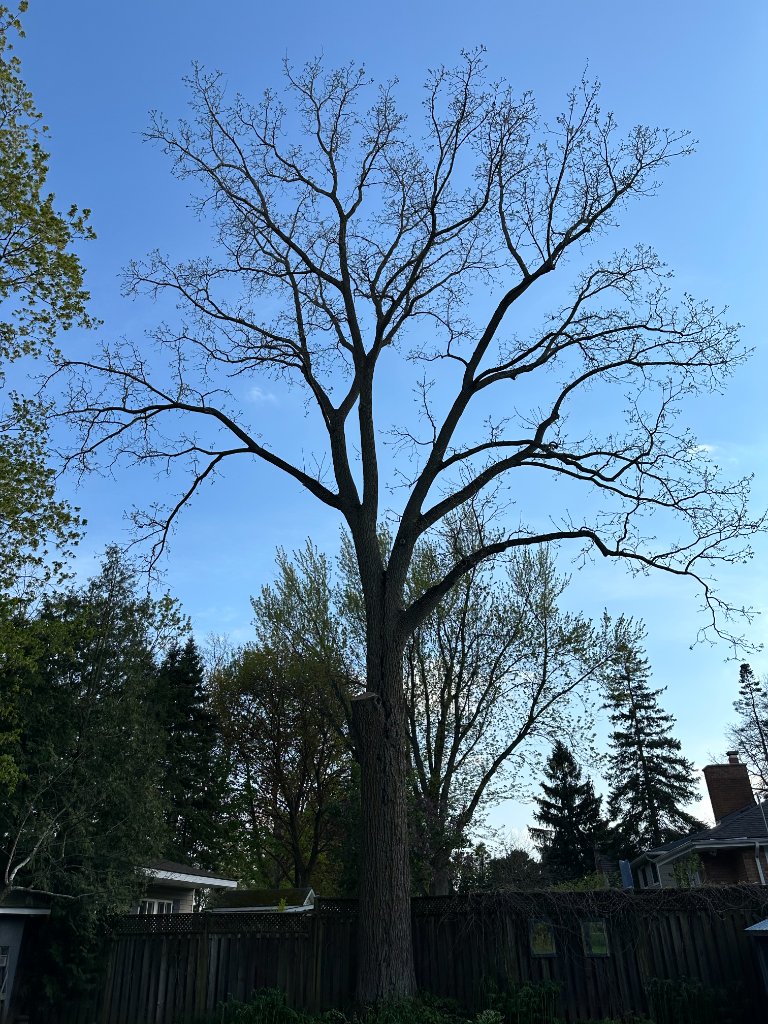 Large Oak — Spring