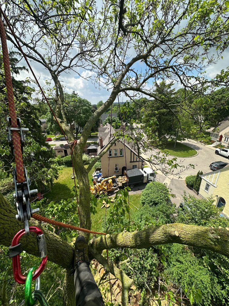 Arborist View from the Top