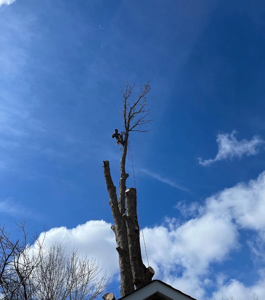 High Climb Removal