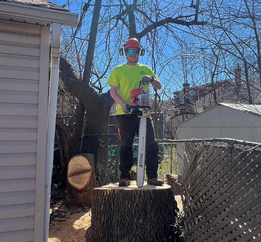 Chainsaw Tree Removal