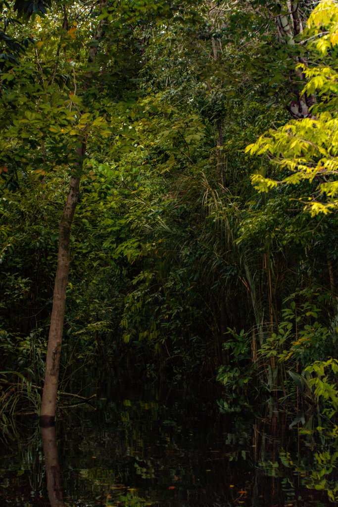 Imersão na Amazônia — imagem 1