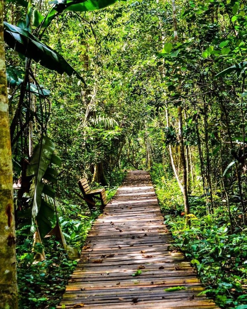 Trilha na floresta amazônica