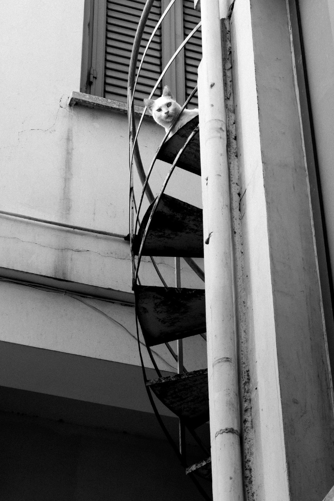 Cats
