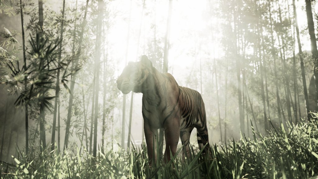 Bengal tiger in natural habitat