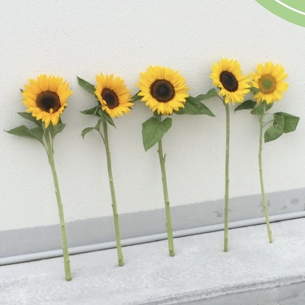Sunflowers bouquet - fresh Australian seasonal flowers