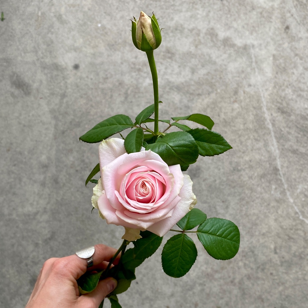 A Single Rose