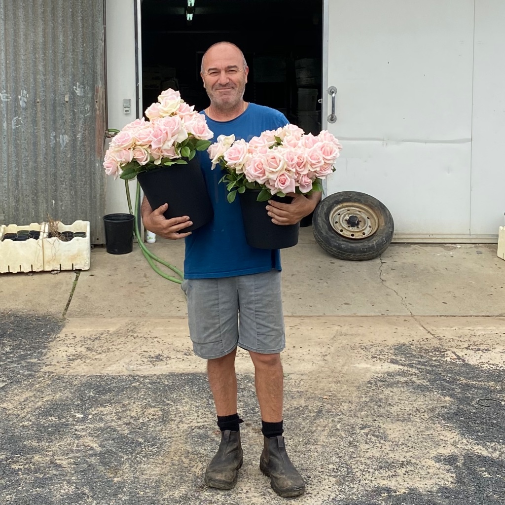Why Australian Roses Are Superior to Imported Flowers