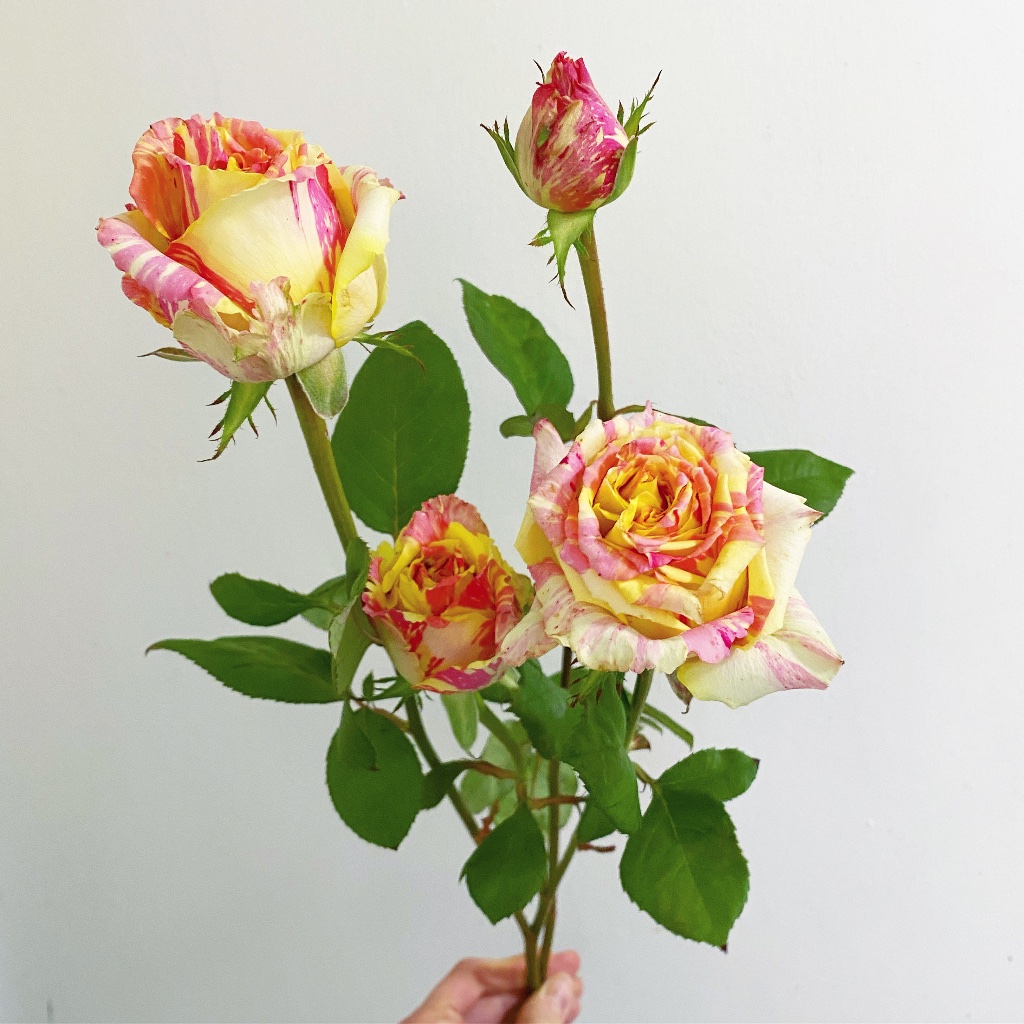 Characterful locally grown Australian roses with thorns and multiple buds — the kind only available in season