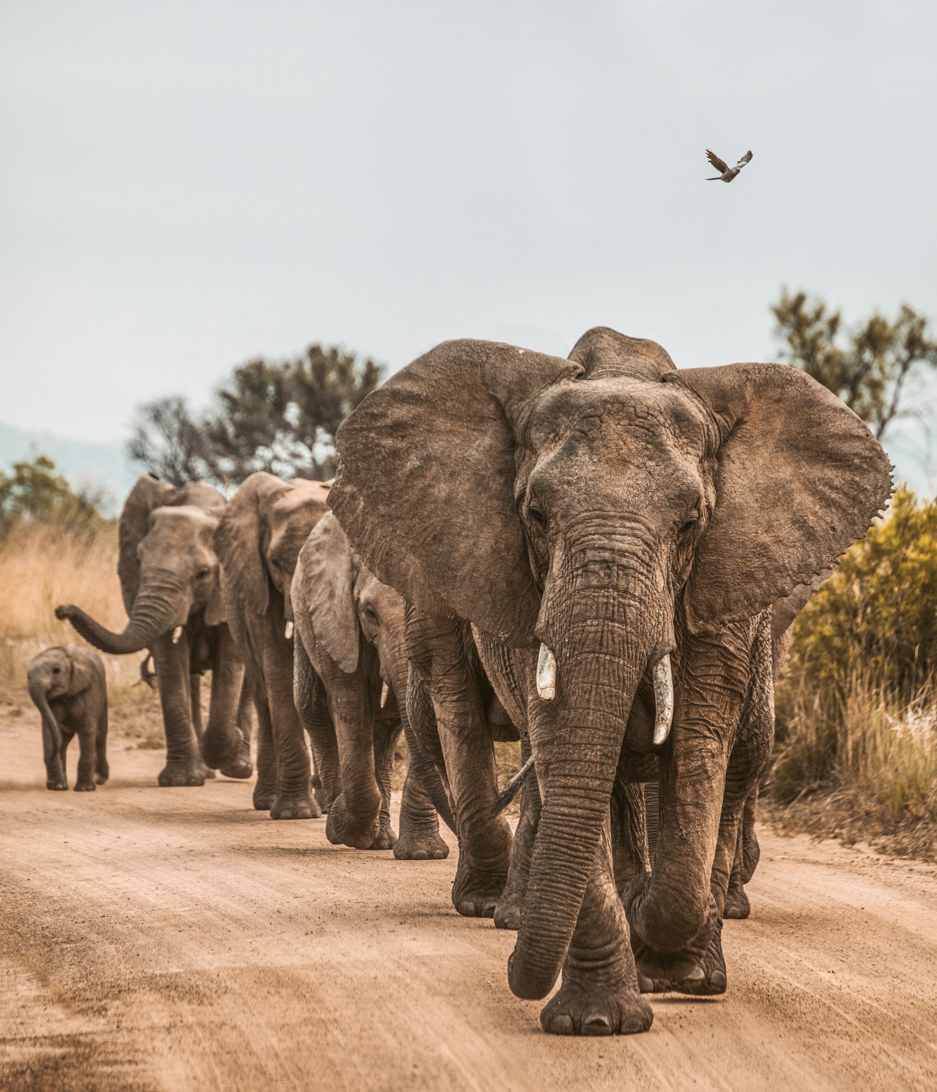 Elephants in the bushveld