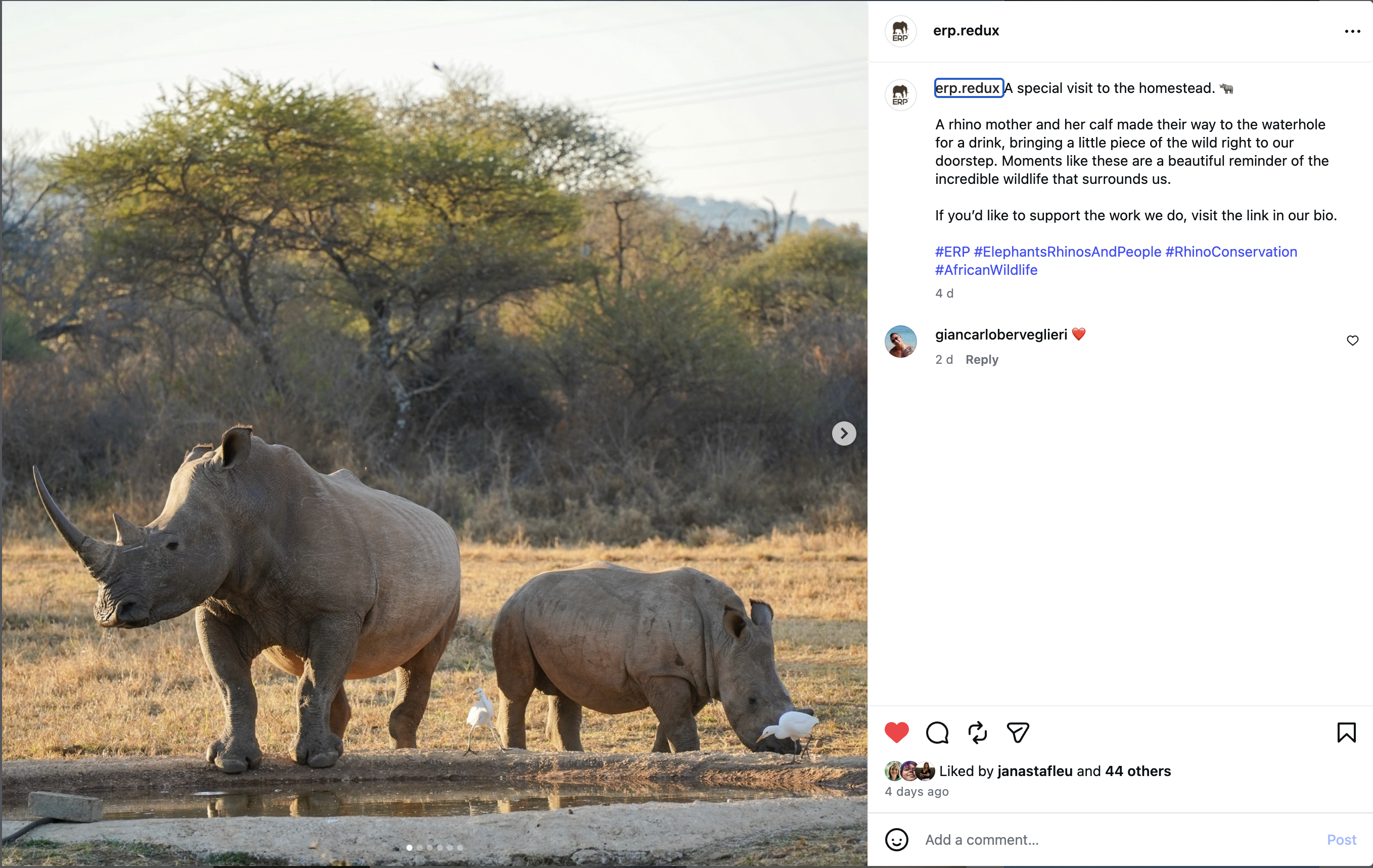 A special visit to the homestead. A rhino mother and her calf made their way to the waterhole for a drink, bringing a little piece of the wild right to our doorstep.