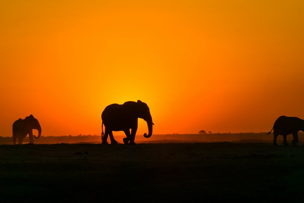 Elephants at sunset in the Southern African bushveld