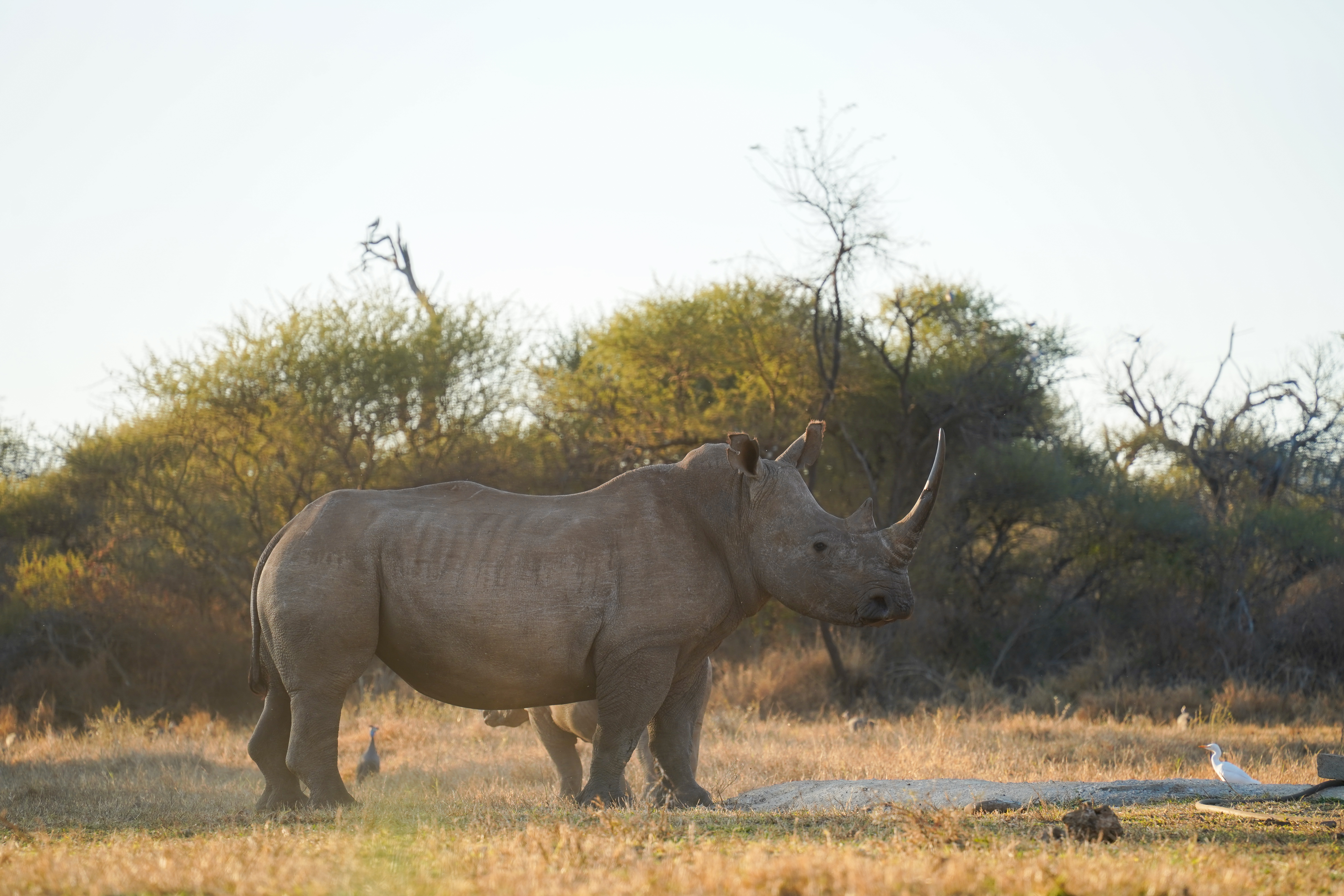 Rhino in the Southern African bushveld
