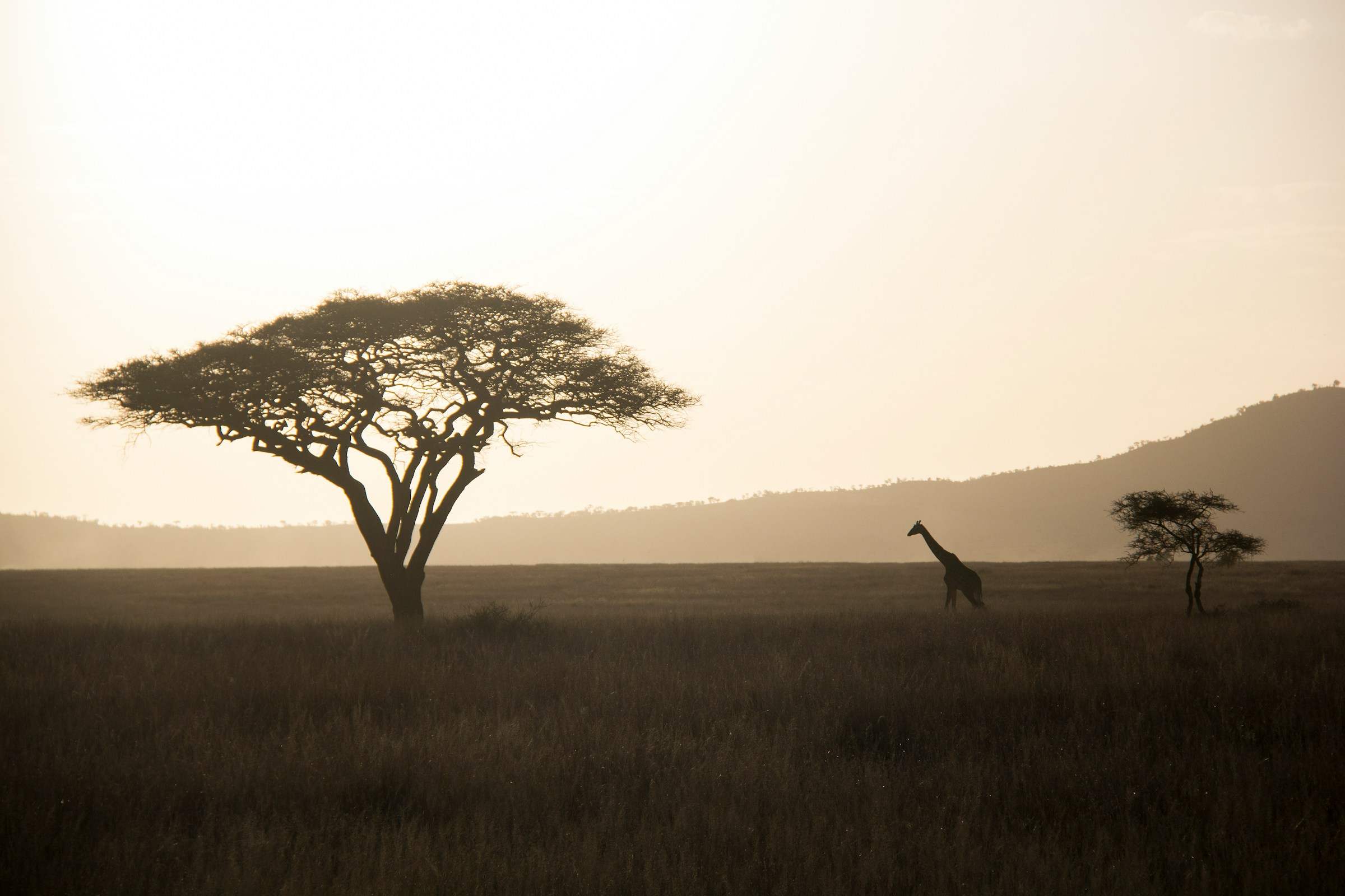 Savanna waterway at golden hour