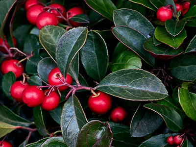 Wintergreen bitkisi ve kırmızı meyveleri