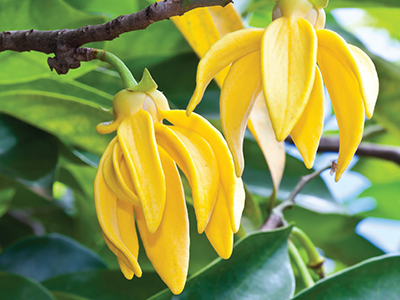 Ylang ylang çiçekleri