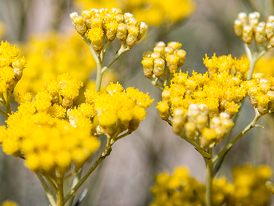 Sarı ölmez çiçek (helichrysum) çiçekleri