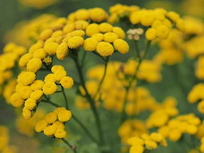 Mavi papatya (Tanacetum annuum) çiçekleri