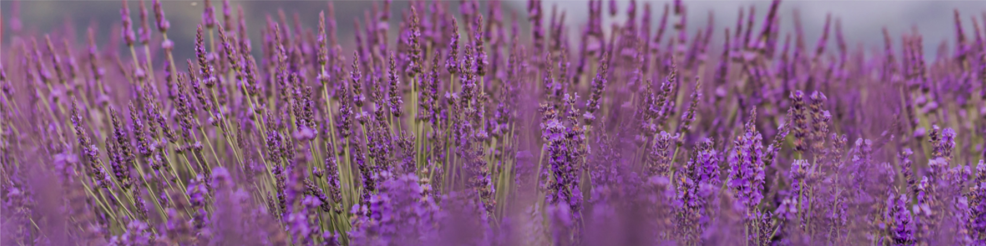 Lavender field — source of Serenity