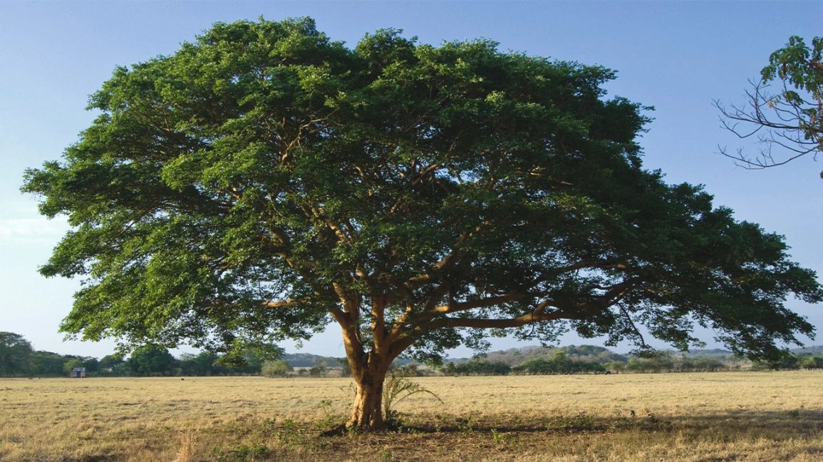 Copaiba tree — natural habitat