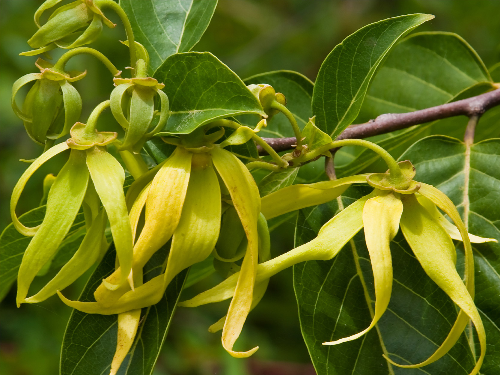 Ylang Ylang