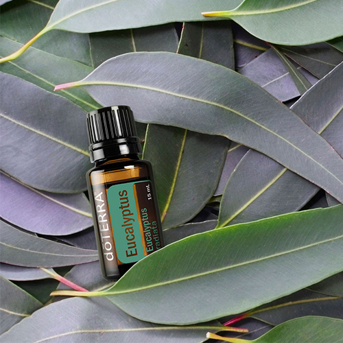 Okaliptüs Yağı Faydaları: Solunum ve Ferahlık İçin dōTERRA
