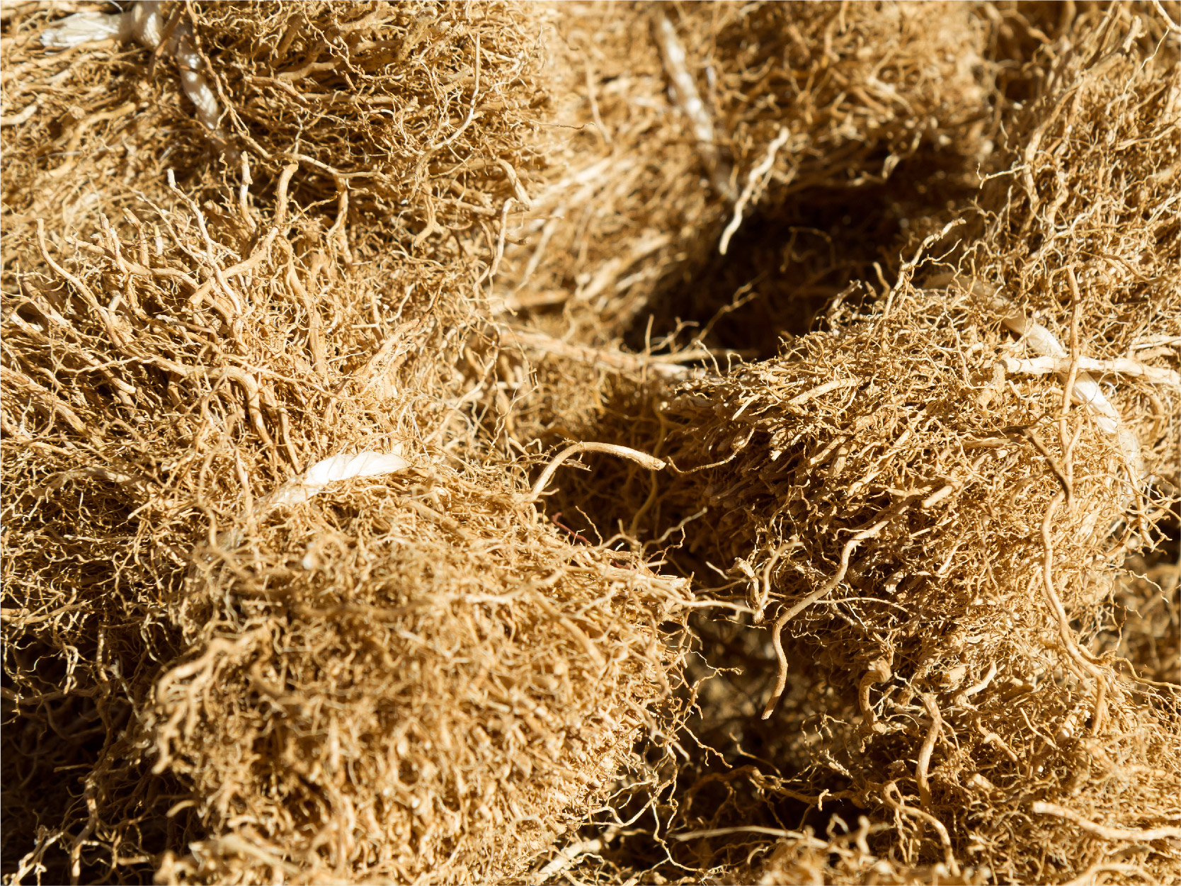 Vetiver