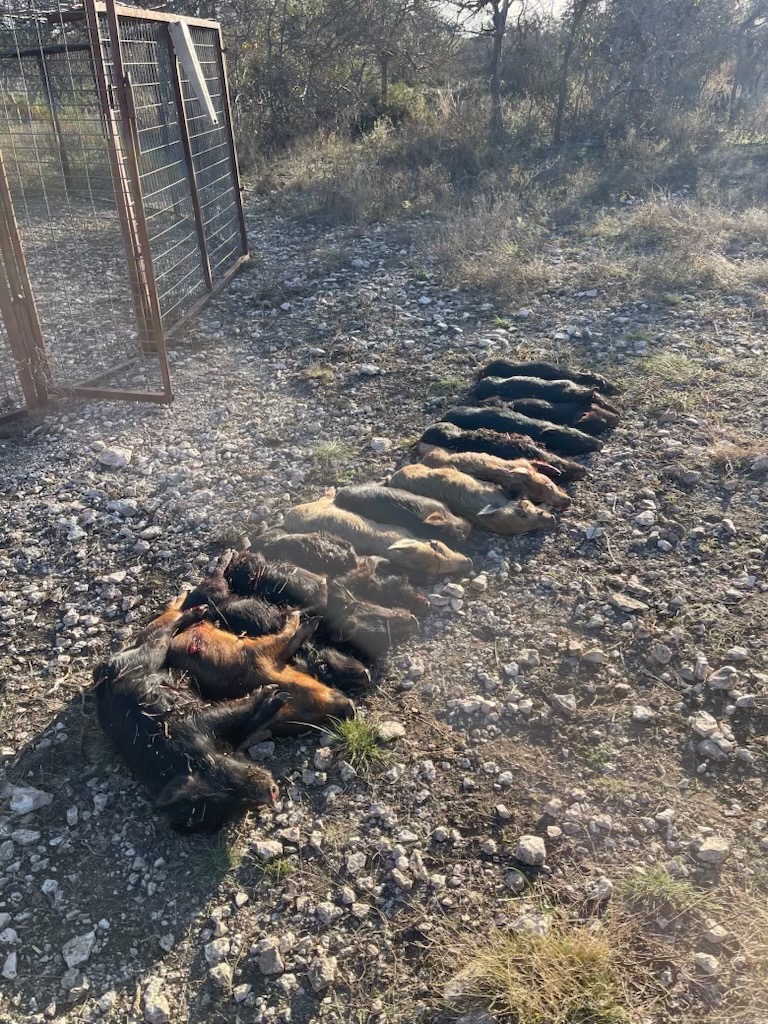 Hog Eradication — Big Night